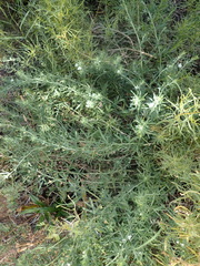 Teucrium africanum