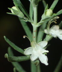 Teucrium africanum