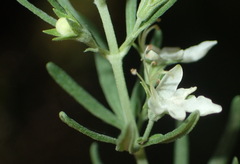 Teucrium africanum