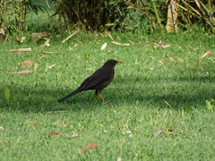 Turdus fuscater