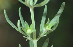 Teucrium africanum