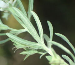 Teucrium africanum