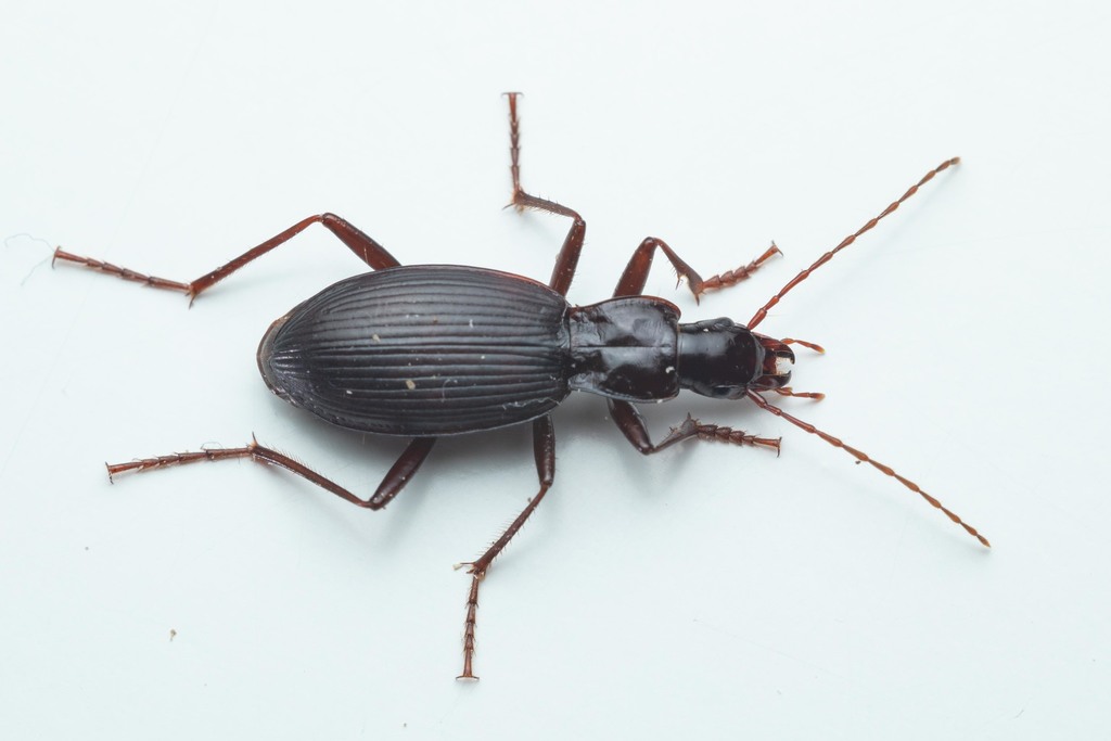 Laemostenus