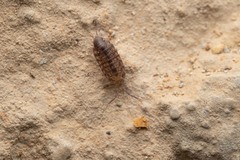 Chaetophiloscia cellaria