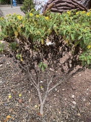 Lecocarpus darwinii