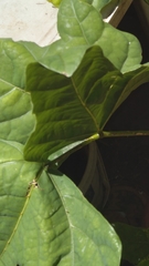Erythrina livingstoniana