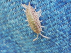 Porcellio dispar