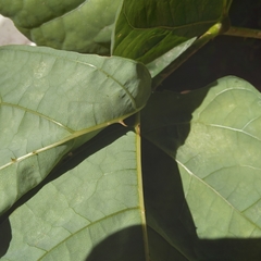Erythrina livingstoniana