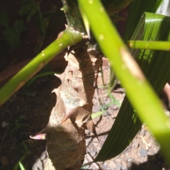 Erythrina livingstoniana