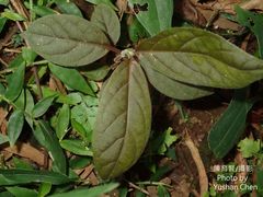 Achyranthes longifolia