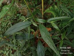 Achyranthes longifolia
