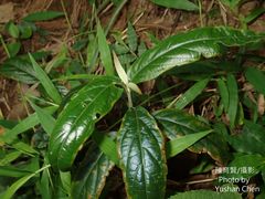 Achyranthes longifolia