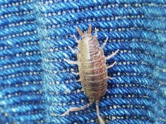 Porcellio dispar