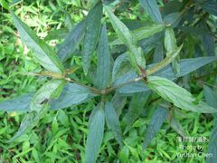 Achyranthes longifolia