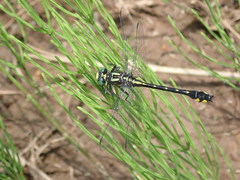 Hylogomphus abbreviatus