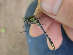 Hylogomphus abbreviatus
