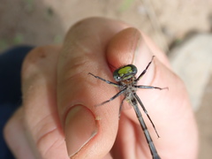 Hylogomphus abbreviatus