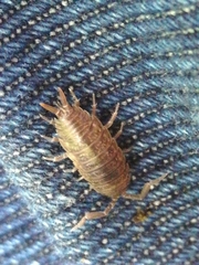 Porcellio dispar