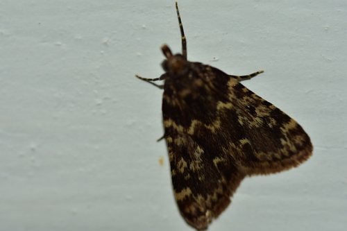 Aglossa caprealis