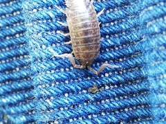 Porcellio dispar