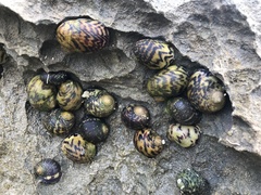 Nerita versicolor