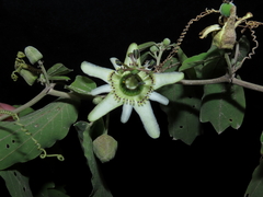 Passiflora andicola