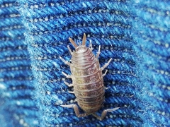 Porcellio dispar