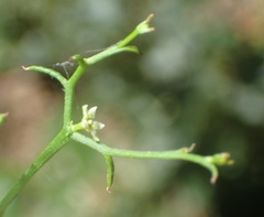 Thesium scandens