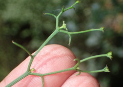 Thesium scandens