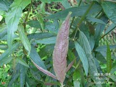 Achyranthes longifolia