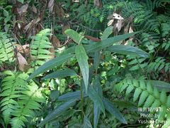Achyranthes longifolia