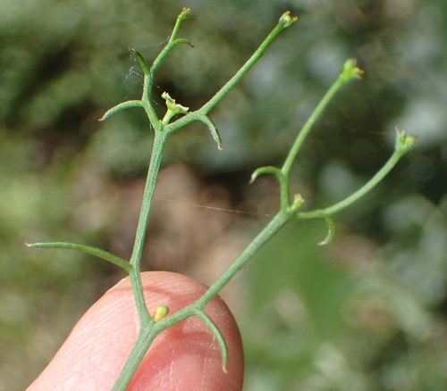 Image of Thesium triflorum by (c) Nicola van Berkel, some rights reserved (CC BY-SA)