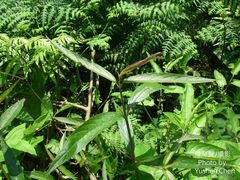 Achyranthes longifolia