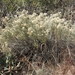 Turpentine Bush - Photo (c) Rachel Stringham, some rights reserved (CC BY), uploaded by Rachel Stringham