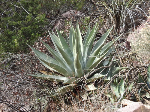 Goldenflower century plant (Agave chrysantha)