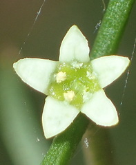 Thesium scandens