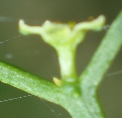 Thesium scandens