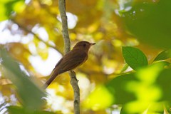 Rhytipterna holerythra