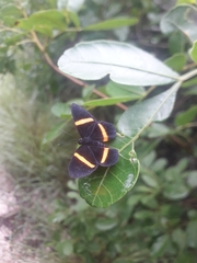Panara soana