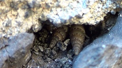 Papillifera papillaris