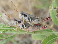 Melanoplus discolor