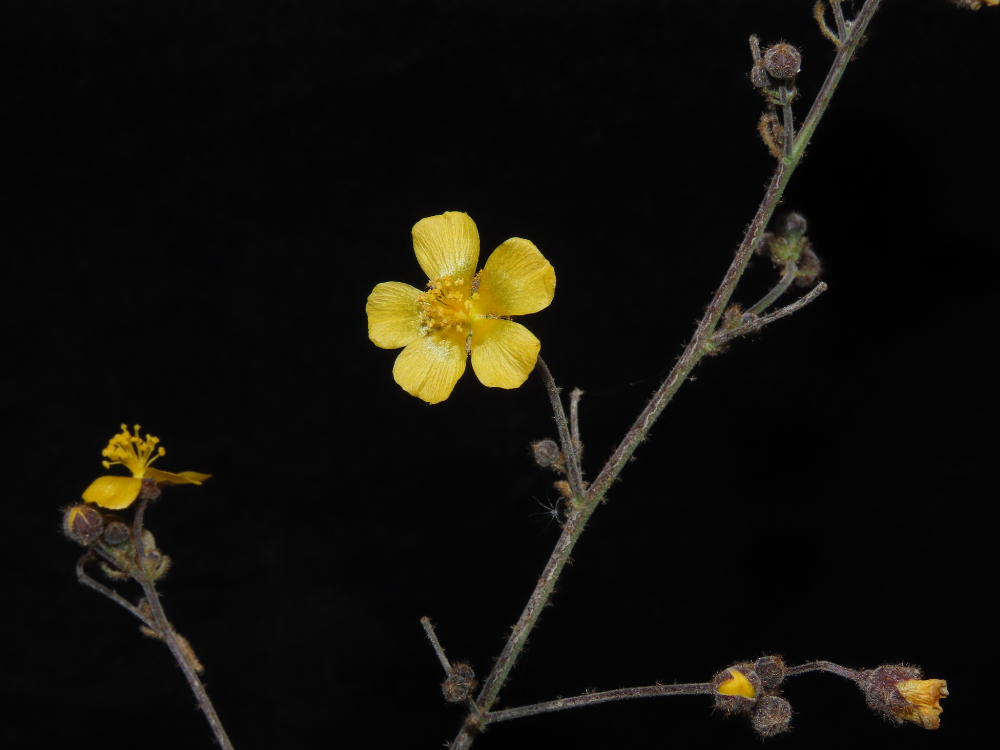 Wissadula hernandioides