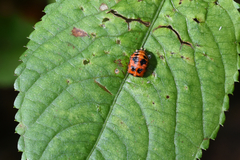 Harmonia axyridis