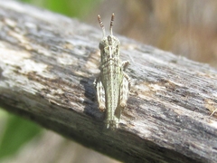 Melanoplus discolor