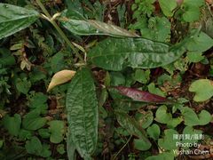 Achyranthes longifolia