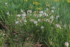 Astragalus miser oblongifolius
