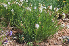 Astragalus miser oblongifolius