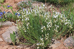 Astragalus miser oblongifolius