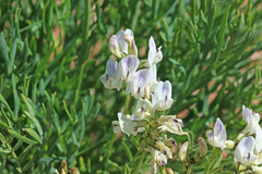Astragalus miser oblongifolius