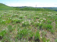 Astragalus miser oblongifolius